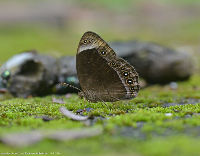 Mycalesis anaxias bisaltia