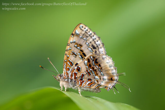 Catapaecilma major emas