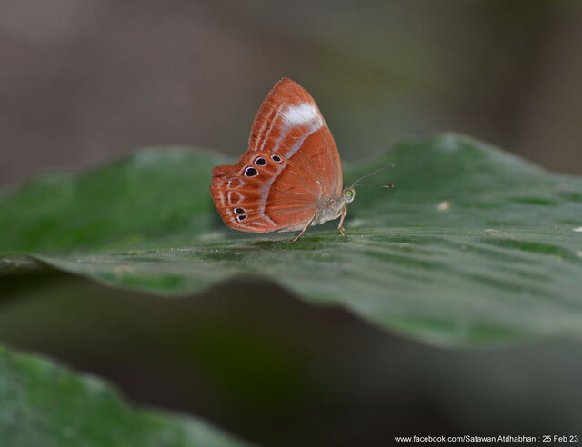 Abisara kausambi kausambi