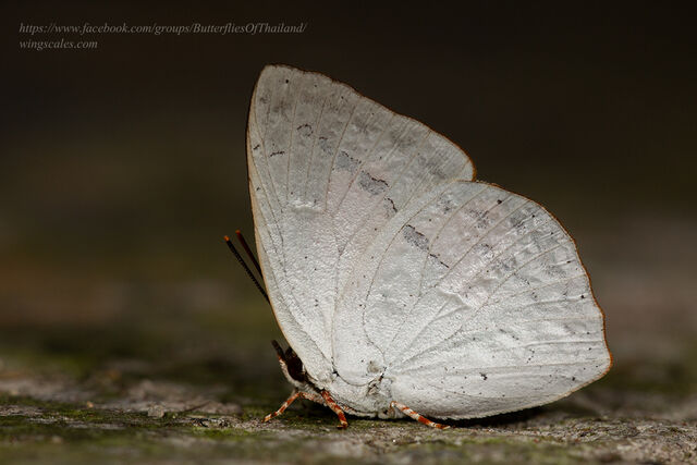 Curetis bulis stigmata