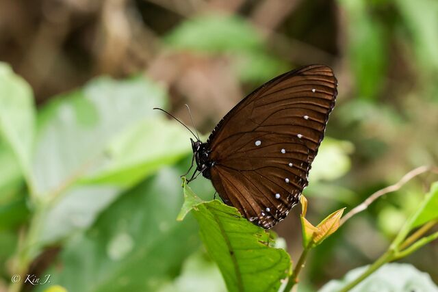 Elymnias patna patna