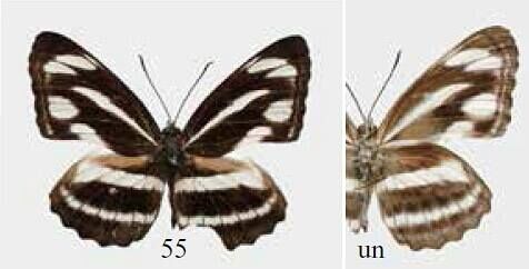 Neptis zaida prasobchoki