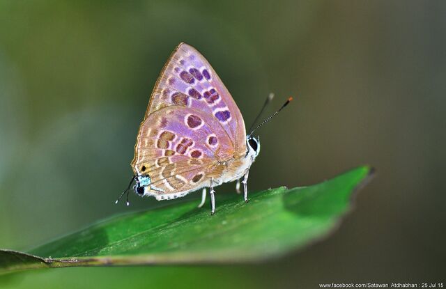Virachola subguttata malaya