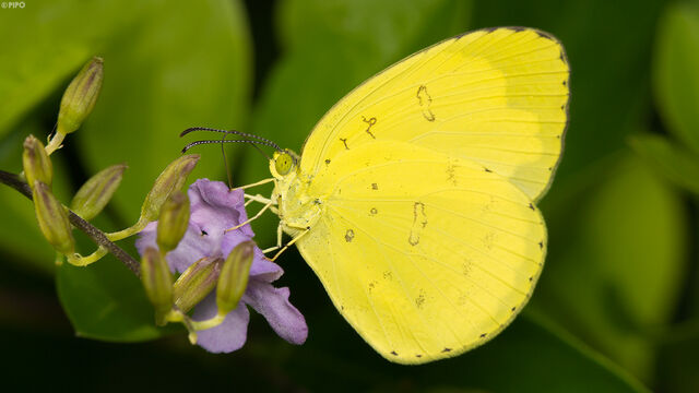 Eurema blanda silhetana