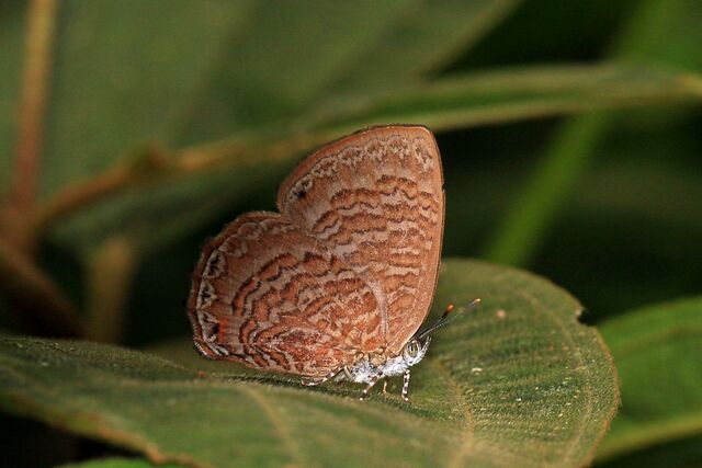 Poritia sumatrae sumatrae