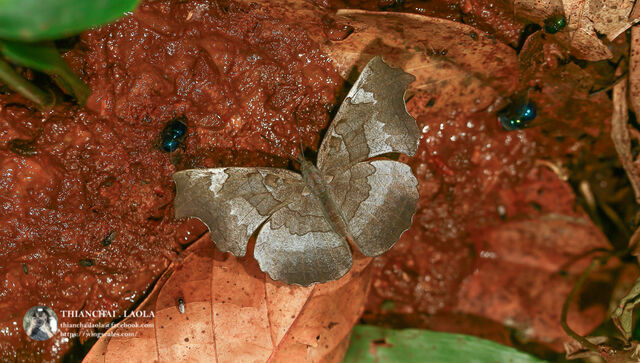 Laringa horsfieldi glaucescens