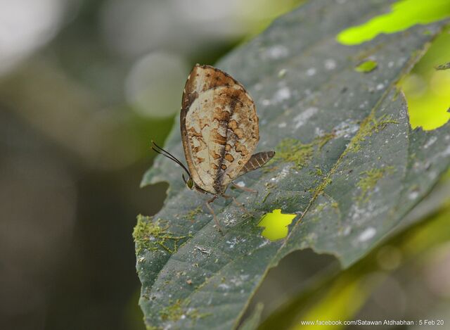 Miletus gallus gallus