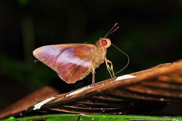 Gangara lebadea lebadea