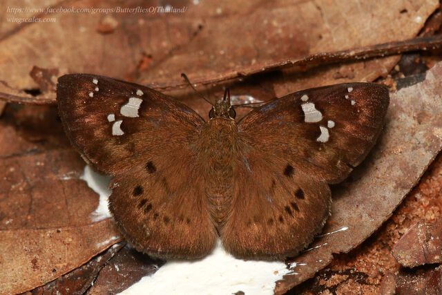 Coladenia agni sundae