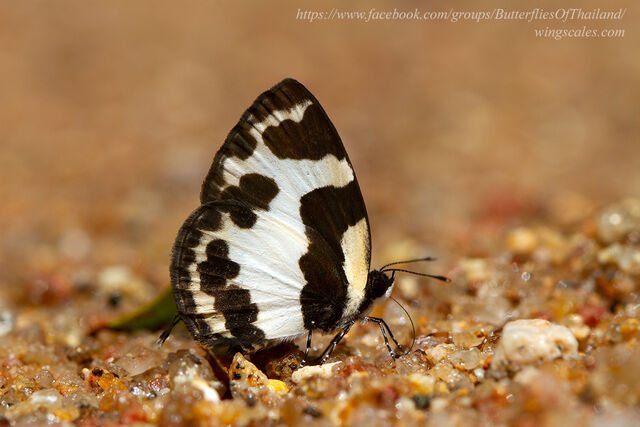 Caleta elna noliteia