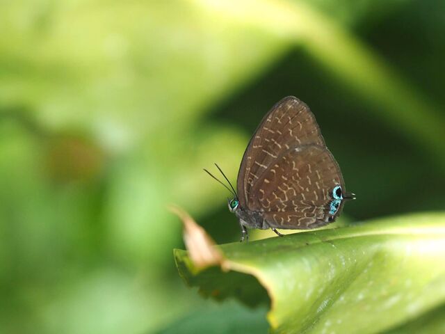 Arhopala democritus lycaenaria