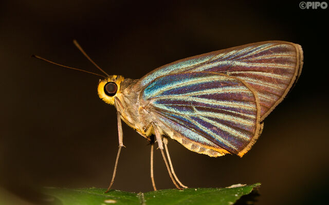 Pirdana hyela rudolphii