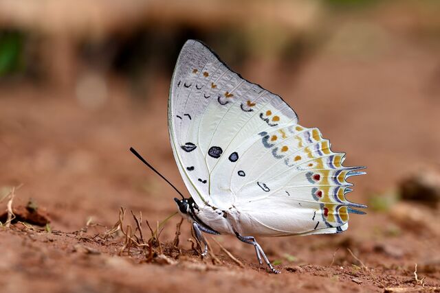 Polyura delphis delphis