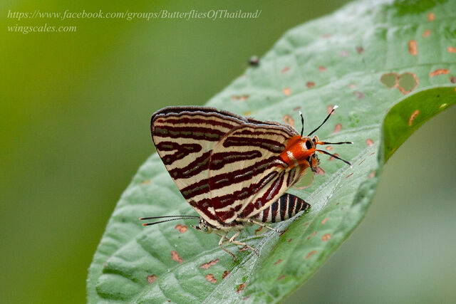Spindasis lohita senama