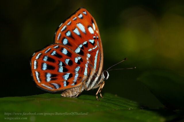 Laxita thuisto thuisto