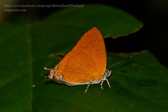 Thamala marciana marciana