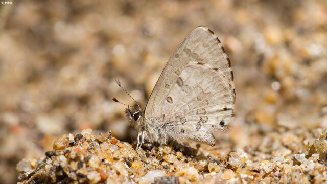 Orthomiella fukienensis diversa