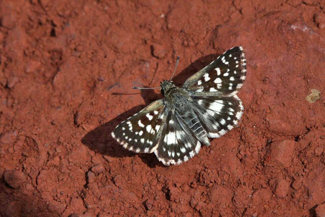 Spialia galba chenga