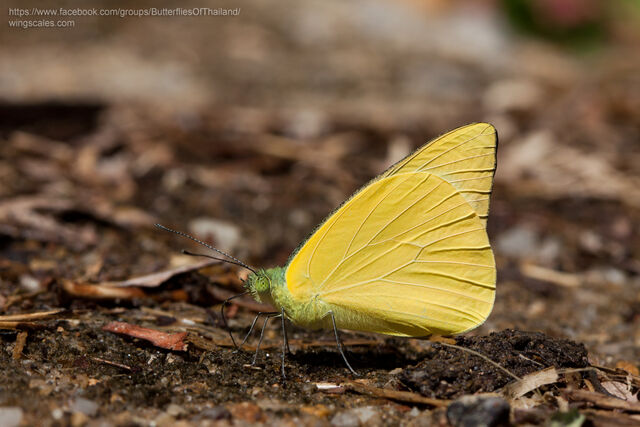 Saletara panda distanti