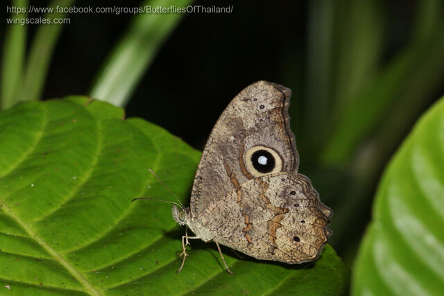 Erites falcipennis falcipennis
