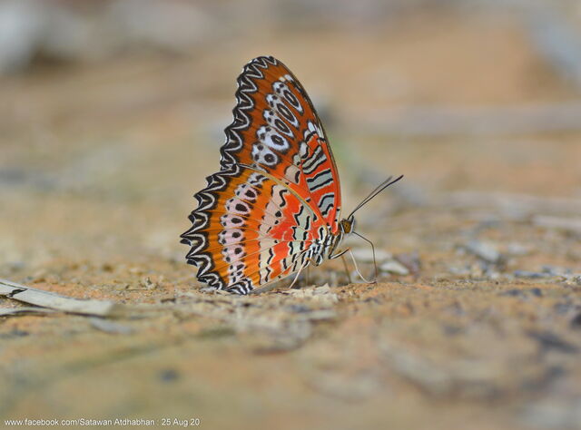 Cethosia biblis perakana