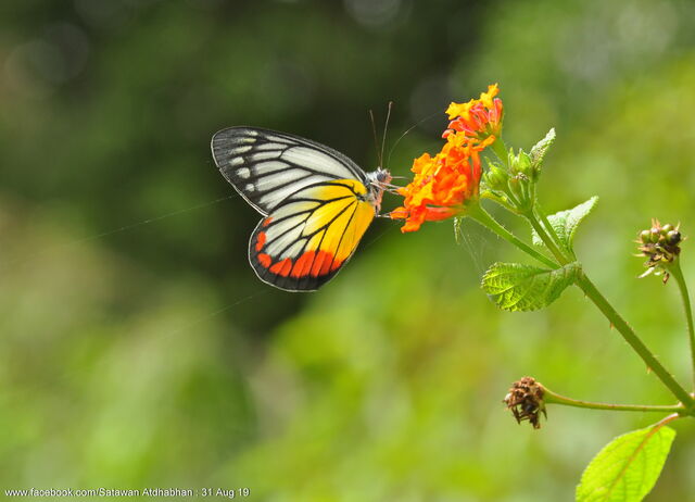 Delias hyparete metarete