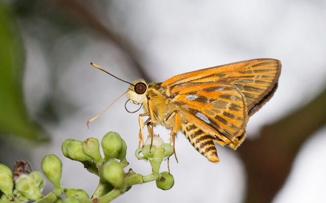 Pyroneura callineura natalia