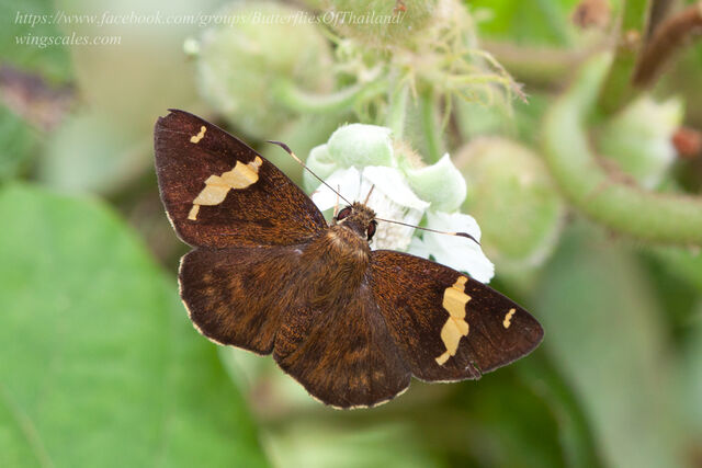 Celaenorrhinus inaequalis irene