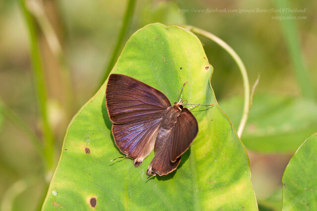 Rapala pheretima petosiris
