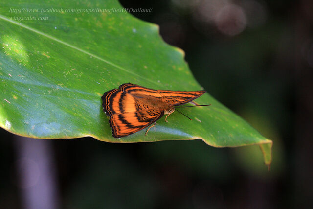 Athyma sinope sinope