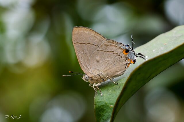 Creon cleobis cleobis