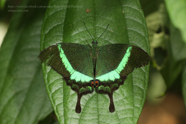 Papilio palinurus palinurus