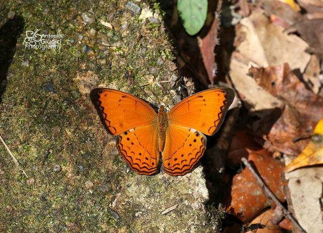Cirrochroa surya siamensis