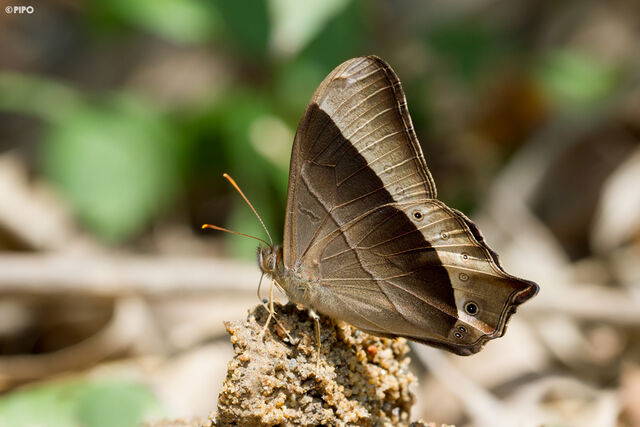 Lethe vindhya vindhya