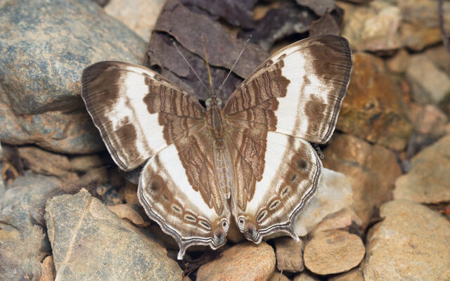 Cyrestis cocles cocles