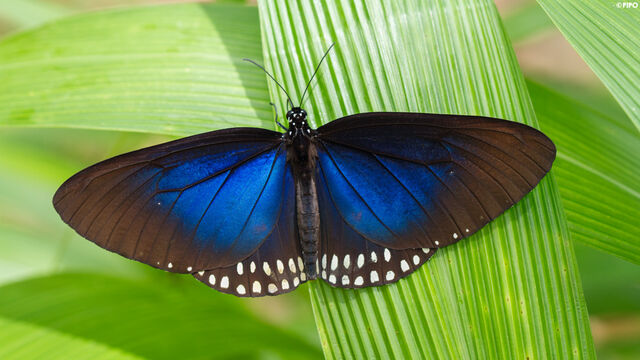 Euploea camaralzeman camaralzeman