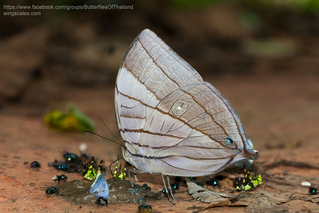 Amathuxidia amythaon annamensis