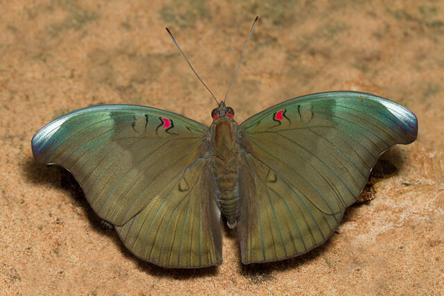 Euthalia evelina annamita