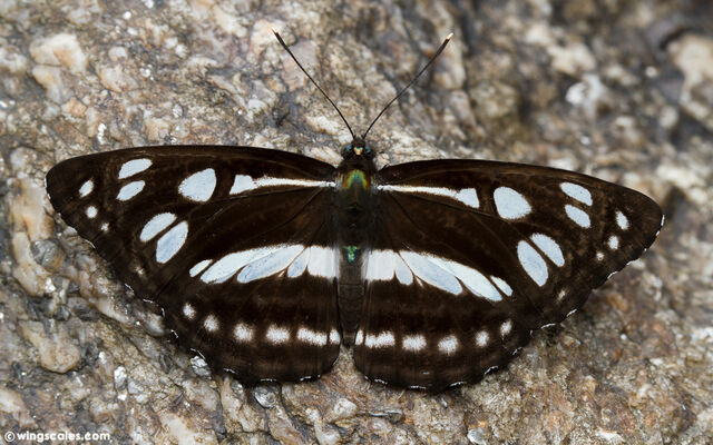 Phaedyma columella martabana