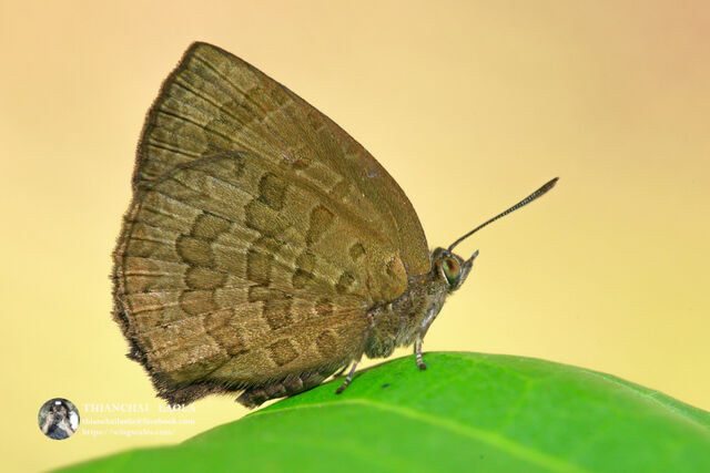 Arhopala paramuta paramuta