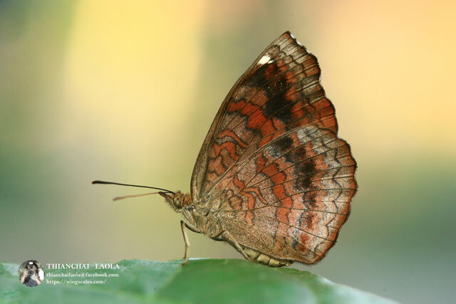 Ariadne merione tapestrina