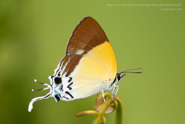 Charana mandarina splendida