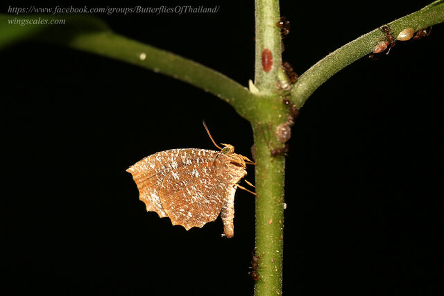 Logania malayica malayica