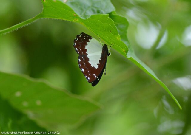 Stiboges nymphidia nymphidia