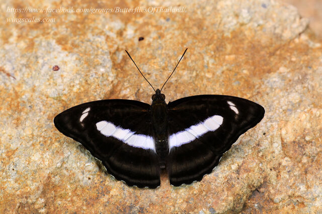 Athyma zeroca galaesus