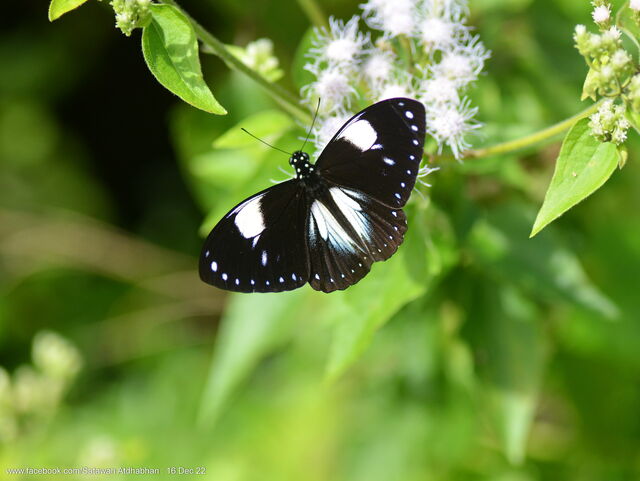Papilio paradoxa aenigma