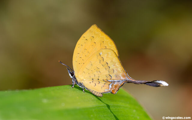 Yasoda tripunctata tripunctata