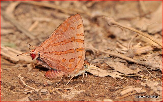 Spindasis evansii ayuthia