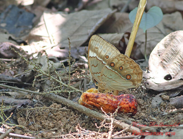 Stichophthalma cambodia