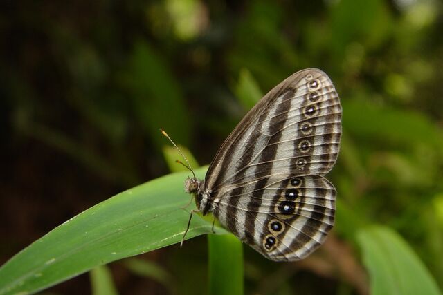 Ragadia crisilda critolina